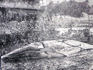 No Image of Site